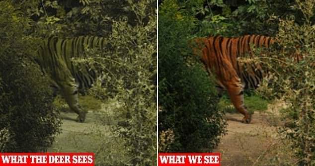 นักวิจัยเผย เสือมีขนสีส้มเพราะเหยื่อตาบอดสี 1