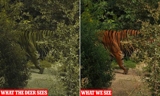 นักวิจัยเผย เสือมีขนสีส้มเพราะเหยื่อตาบอดสี 3