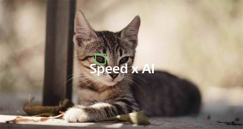 ทาสแมวถูกใจ Sony a6400 เฟิร์มแวร์ใหม่ รองรับ Eye-AF ดวงตาสัตว์ 1