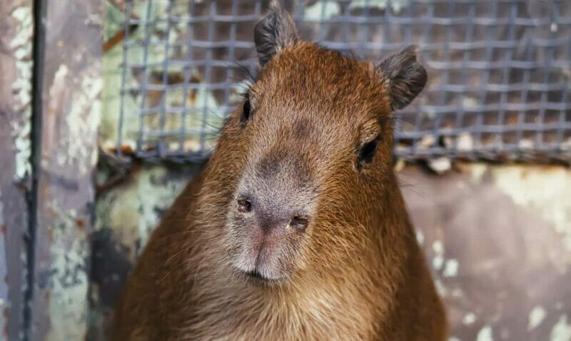 Cute capibara kid